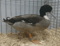 eend klein dieren vereniging broek in waterland