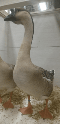 gans kleindieren vereniging dieren gans